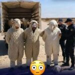 Three Arrested in Algeria After Allegedly Disguising as Sheep to Enter Spain
