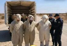 Three Arrested in Algeria After Allegedly Disguising as Sheep to Enter Spain