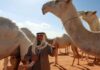 Saudi Arabia Plans Passports for 2 2m Camels