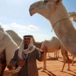 Saudi Arabia Plans Passports for 2 2m Camels
