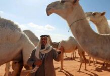 Saudi Arabia Plans Passports for 2 2m Camels