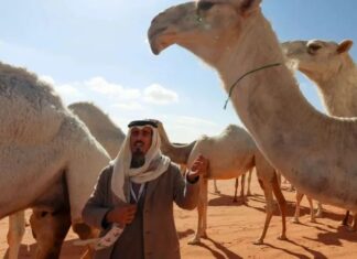 Saudi Arabia Plans Passports for 2 2m Camels